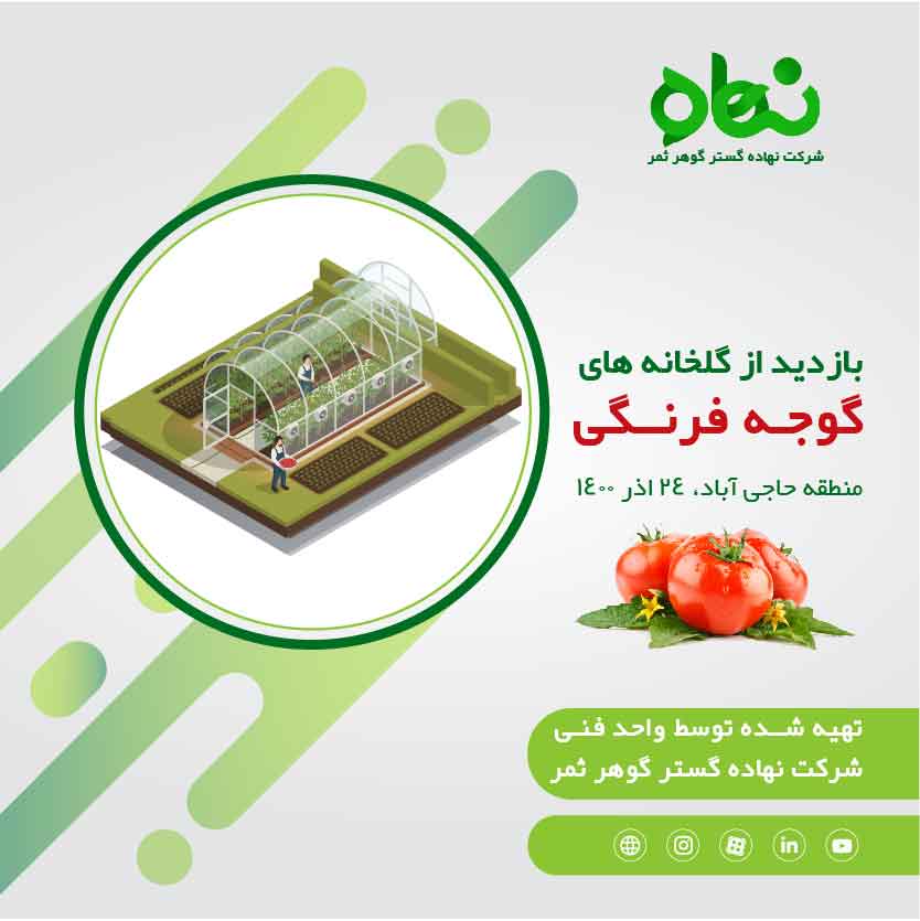 Visiting tomato greenhouses in Hajiabad